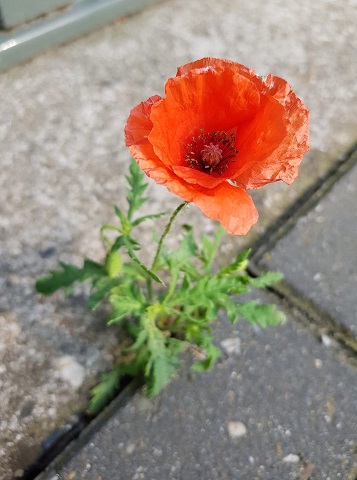 Klappen krijgen klaproos50