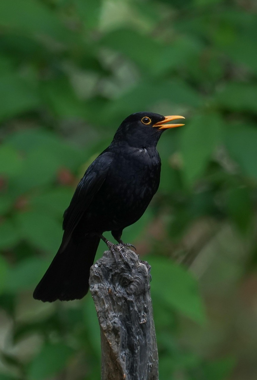 bird, blackbird, animal, common blackbird, eurasian blackbird, wildlife, fauna, wilderness, forest, nature, perched, blackbird, blackbird, blackbird, common blackbird, common blackbird, common blackbird, common blackbird, common blackbird, eurasian blackbird