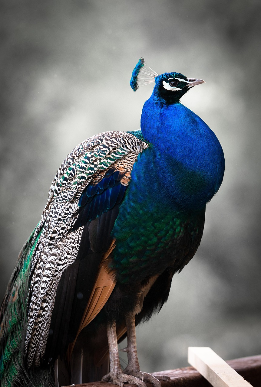 peafowl, peacock, bird, feathers, peacock feathers, plumage, exotic bird, ave, avian, ornithology, bird watching, animal world, animal, zoo, nature, peacock, bird, bird, bird, bird, bird, zoo