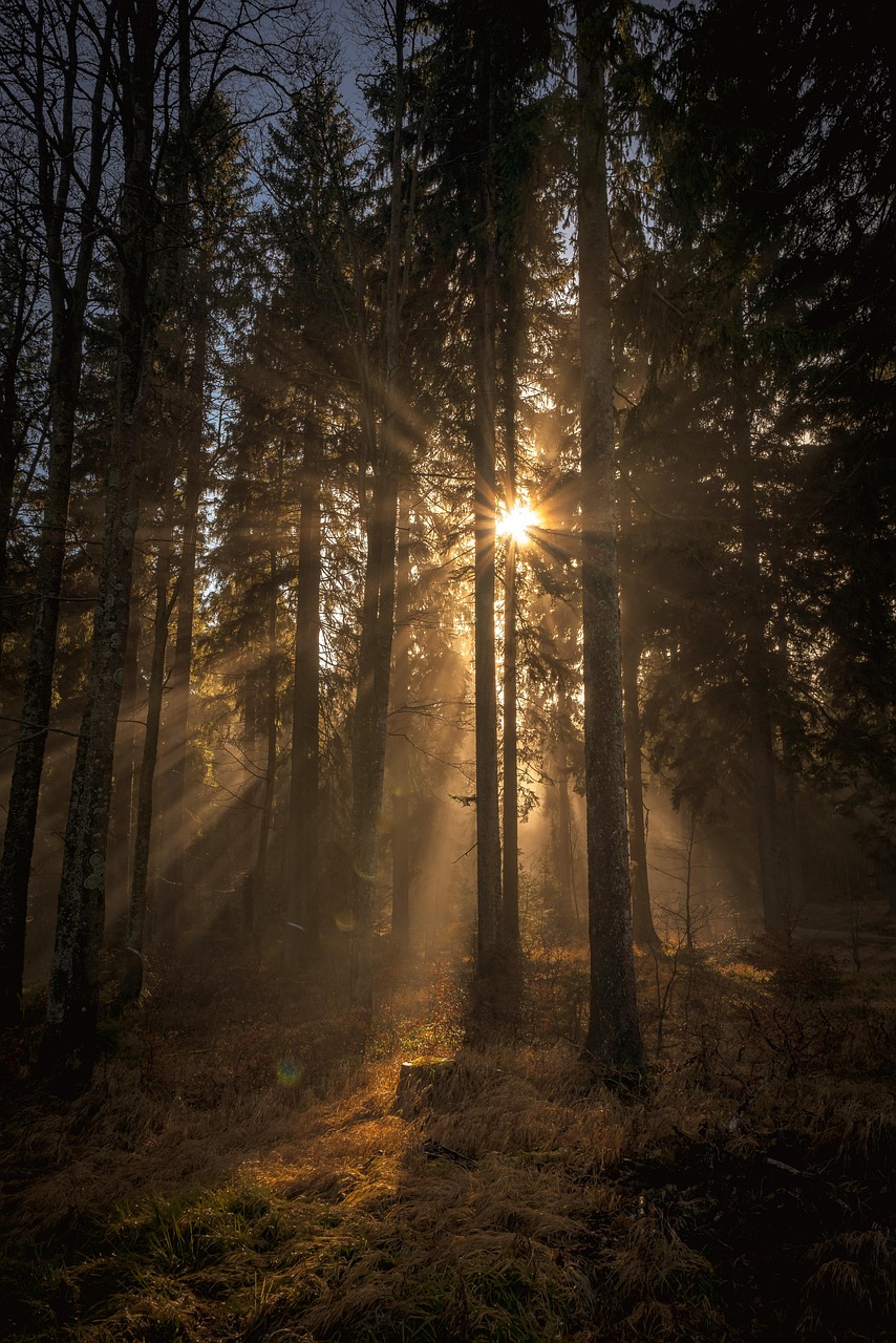woods, nature, light, sun, sunbeams, forest, trees, peace