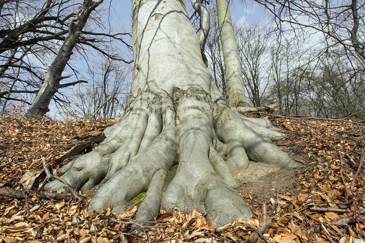 european beech, root, tree trunk, tree root, rooted