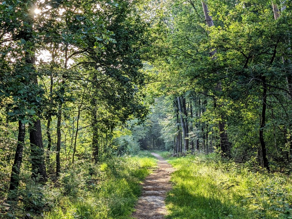 A peaceful forest pathway in Kilder, Gelderland with sunlight filtering through trees.