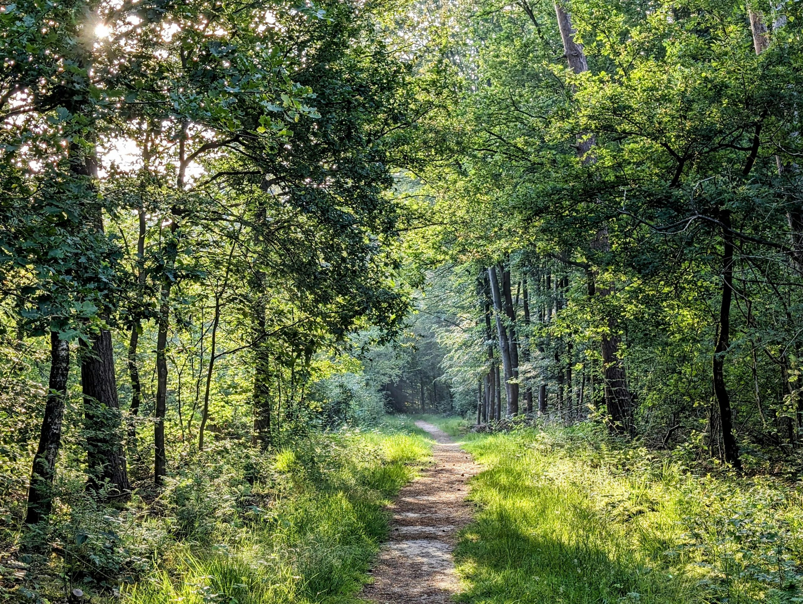 A peaceful forest pathway in Kilder, Gelderland with sunlight filtering through trees.