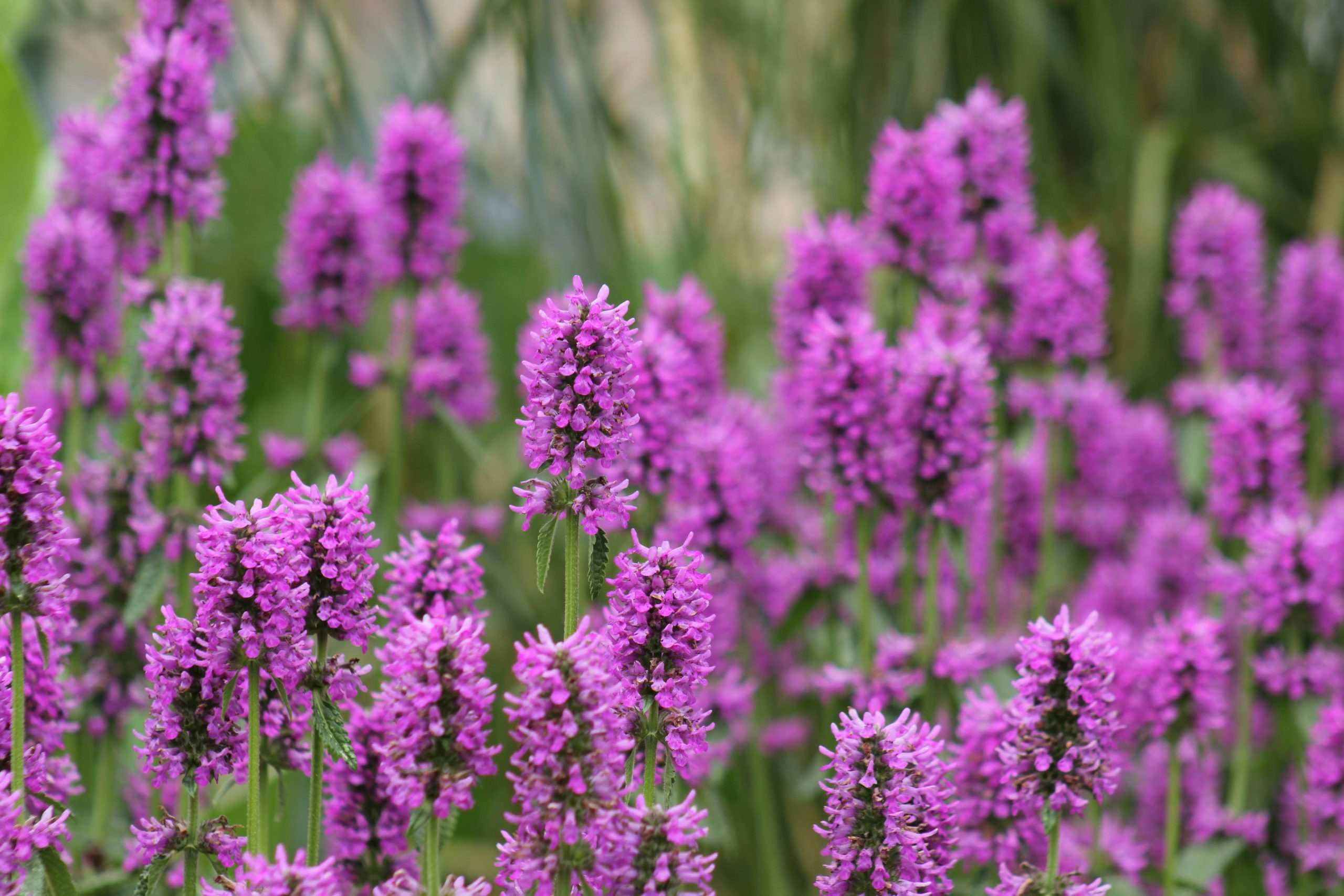 Bright purple lavender blossoms create a stunning floral display in a lush spring garden.