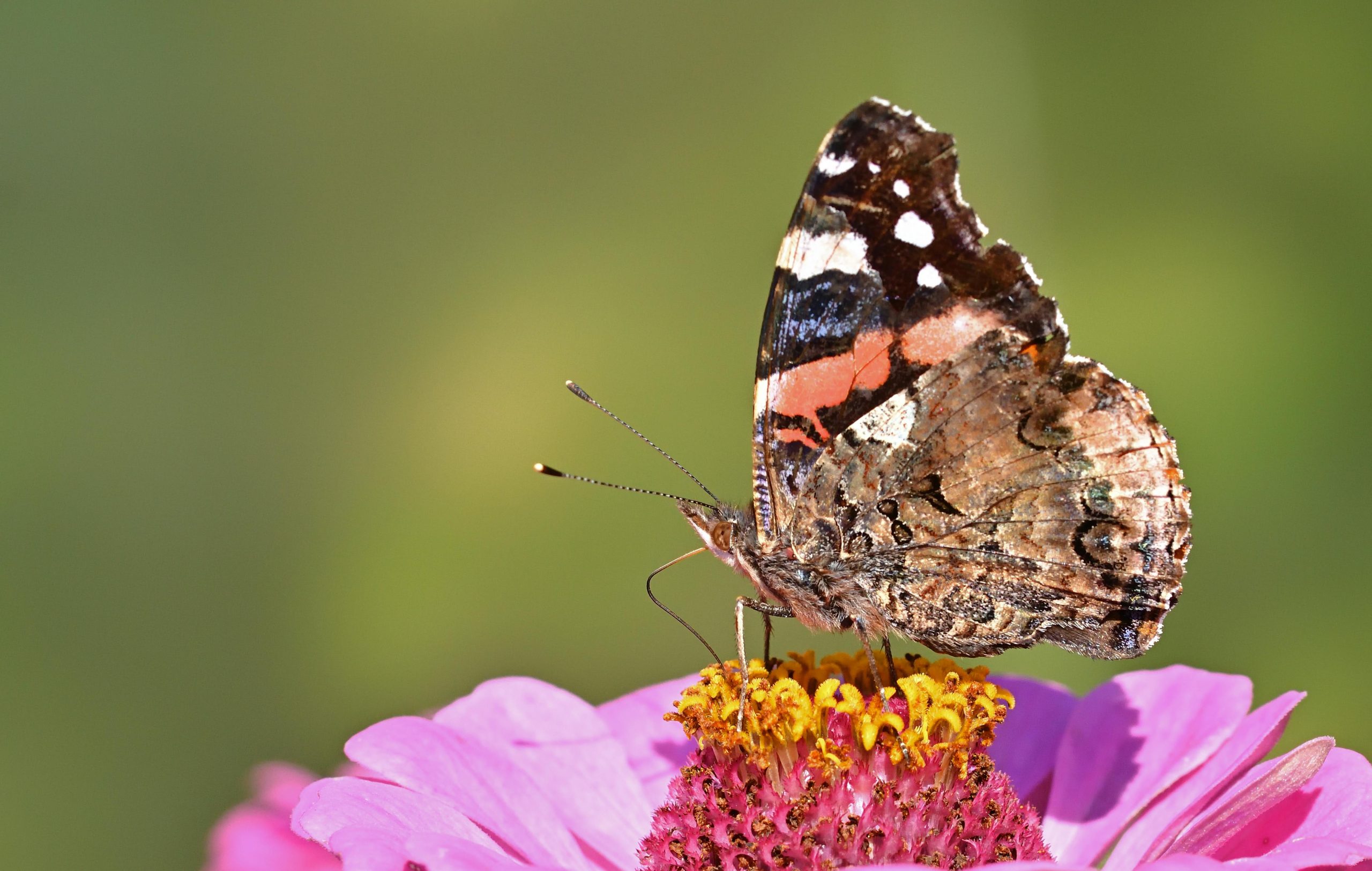 Close-up of an admiral butterfly on a vibrant pink zinnia flower in a summer garden.